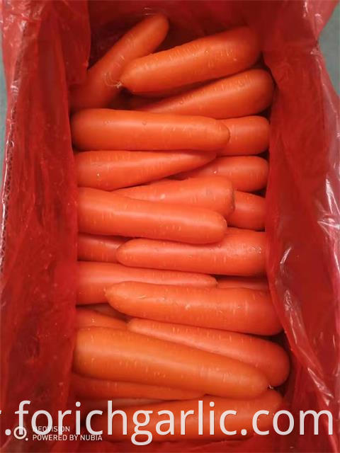 Fresh Carrot 2019